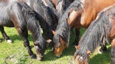 Dobrá správa. Norik muránsky zostáva na Muránskej planine