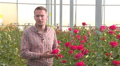 Dostali ste na Valentína ružu? Budete možno prekvapení, kde ju dopestovali