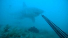 Desivé stretnutie so žralokom „ľudožrútom" tvárou v tvár