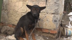 Psy chované na reťaziach iba prežívajú. Zákon takéto týranie zakazuje, no nemá to kto kontrolovať