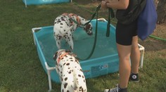 Do útulkov často prichádzajú vo vážnom stave. Aj také psy dostávajú šancu na nový život