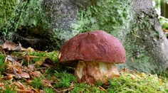 FOTO: Na Slovensku sa objavili prvé hríby. Odborník prezradil, kde ich hľadať