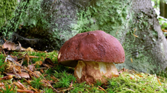 FOTO: Na Slovensku sa objavili prvé hríby. Odborník prezradil, kde ich hľadať