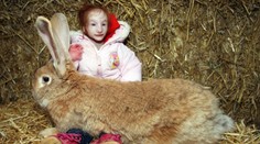 Najmenšie dievčatko na svete sa stretlo s obrovským králikom