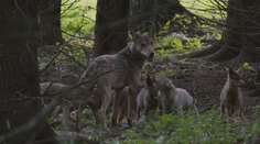 Posledný deň. Podať pripomienky k zámeru novej vlády strieľať vlky je možné do polnoci