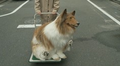 Chcel vedieť, aké je to byť psom. Japonský youtuber sa ním doslova stal