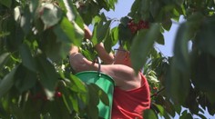 Po jahodách prišli na rad čerešne. Ovocinári opäť zvolávajú ľudí do sadov na samozber