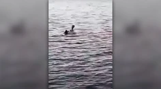 Pri egyptskej Hurghade zabíjal žralok, Rakúšanke (†68) odhryzol ruku i nohu