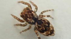 Európe hrozí invázia nových druhov pavúkov. Sú jedovatí a môžu prenášať ochorenia