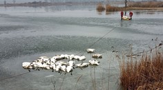 Vyčíňa vtáčia chrípka. Zo štrkoviska na Záhorí vytiahli až 70 uhynutých labutí