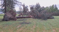 Takmer 200 zničených stromov. Kalamitu v areáli múzea vo Svidníku odstránia vojenskí lesníci