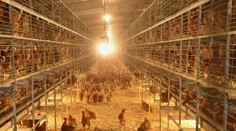 Vtáčia chrípka sa objavila už aj na Slovensku. Zisťovali sme, ako sa jej vyhnúť