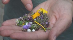 Používajú sa kvety iba na ozdobu? Omyl, mnohé z nich sa dajú aj jesť