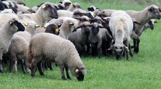 Vedci analyzujú bryndzu: Prečo ju nazývajú bielym zlatom?