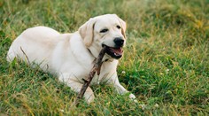 Práca snov? Rodina ponúka takmer 70-tisíc ročne za starostlivosť o ich psa