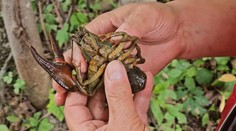 Rana pre územie s najprísnejším stupňom ochrany. Dezorientované i mŕtve raky rieši envirokriminálka