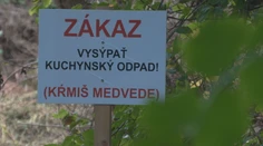 Pravidelne tam vídavajú medvede. Láka ich skládka v Liptovskej Sielnici, obec nevidí riešenie