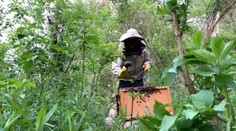 Karol je vášnivý včelár. Ukázal nám, ako funguje v praxi odchytávanie rojov