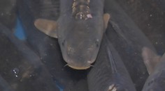 Mnohí si to nechávajú na poslednú chvíľu. Zisťovali sme, kedy je najlepšie kupovať sviatočnú rybu