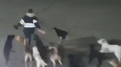 Žena zrejme vkročila na územie svorky psov. Ich brutálny útok neprežila