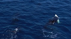 VIDEO: Najobávanejší tvor oceánov už nie je vrchole potravinového reťazca. Žralok modrý našiel svojho predátora