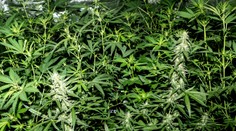 Jamajka hlási akútny nedostatok marihuany. Môže za to kombinácia dvoch faktorov