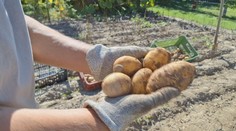 Zber zemiakov v polovici augusta? Na takúto situáciu si záhradkári zo severu Slovenska nepamätajú