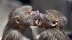 Vedci skúmali pôvod bozku. Zrejme sa bozkávali už naši prapredkovia spred viac než 20 miliónov rokov