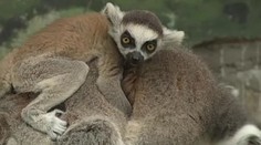 V bratislavskej ZOO otrávili dve zvieratká