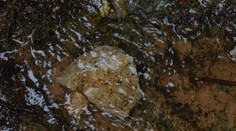 Stámiliónová škoda a množstvo usmrtených chránených živočíchov. Už vieme, čo spôsobilo bagrovanie pri Krásnohorskej jaskyni