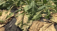 Chlieb v obchodoch bude, mäso možno nie. Pšenicu už zožali, no extrémne suchá ohrozujú kukuricu