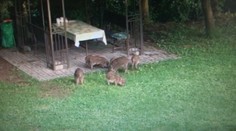 Divé svine útočia v meste. Ľudia utekajú domov a volajú políciu