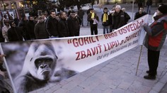 Hlasy z Kočnerovej nahrávky Gorily sú pravé, tvrdia znalci