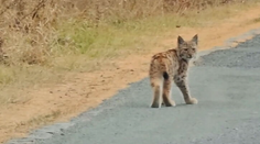 Malý rys nemal ani rok, keď uhynul. Všetko vysvetlila až pitva