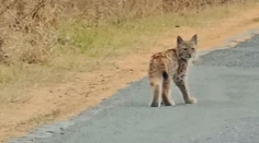 Malý rys nemal ani rok, keď uhynul. Všetko vysvetlila až pitva