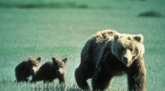 Pri obci Kľačno sa pohybuje medvedica s dvoma mladými