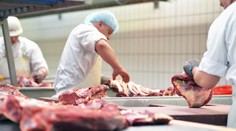 Do prevázky na juhu Slovenska sa dostali tony pochybného mäsa, napichaného antibiotikami