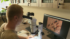 Mnohí ich nenávidíme, hoci sú pre prírodu nesmierne užitočné. Adrián sa mravcom venuje celý život