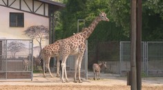 Bratislavská ZOO po konci opatrení otvorila brány, správanie zvierat je iné. Zmenu cítia aj vodiči