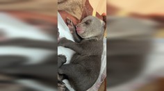 VIDEO: Mláďatá zabitej medvedice stále bojujú o život. Každé kŕmenie je trápením