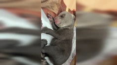 VIDEO: Mláďatá zabitej medvedice stále bojujú o život. Každé kŕmenie je trápením