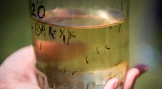 Vedci a hygienici zachytili na Slovensku dva exotické vírusy, ktoré šíria komáre