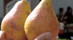 Záhada! V jednom slovenskom meste prestali z ničoho nič rásť hrušky