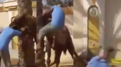 Boj o život! Chcel podrezať ťavu, tá chcela mužovi odtrhnúť hlavu