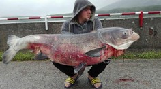 Z Bukovej priehrady vytiahol tolstolobika, ktorý vážil ako dospelá žena