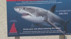 Neďaleko populárnej pláže v USA sa združujú obávané žraloky modré. Turistov to neodradilo