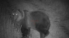 Poľovníci na Liptove neverili vlastným očiam. Na poli sa hostilo takmer 40 medveďov