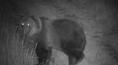 Poľovníci na Liptove neverili vlastným očiam. Na poli sa hostilo takmer 40 medveďov