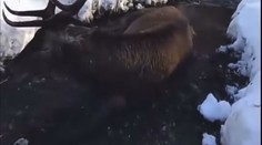 Pohľad, ktorý vháňa slzy do očí. Vo Vysokých Tatrách ležal v potoku zranený jeleň, odborníci odmietli zasiahnuť