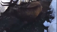 Pohľad, ktorý vháňa slzy do očí. Vo Vysokých Tatrách ležal v potoku zranený jeleň, odborníci odmietli zasiahnuť